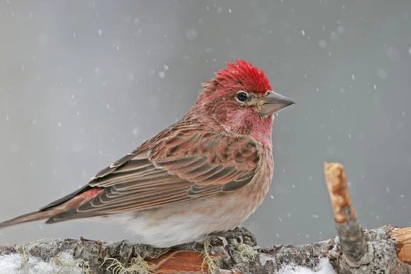 Finch de Cassin — Foto de Stock