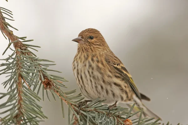 Pin Siskin (Carduelis pinus) ) — Photo