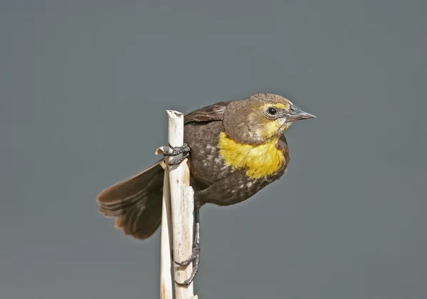 Gelbkopfamsel — Stockfoto