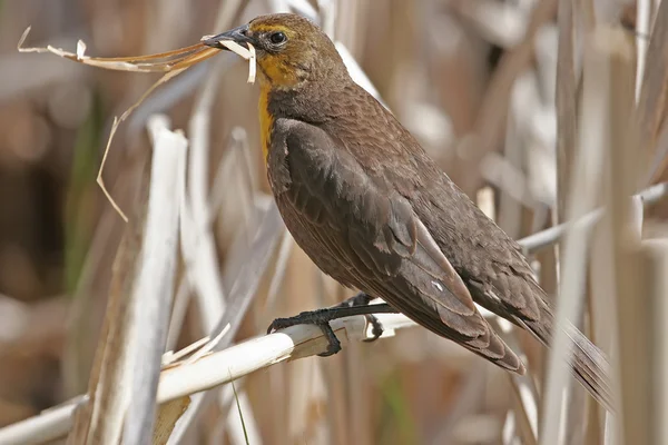 Yellow-headed Blackbird — Stock Photo, Image