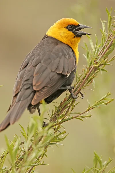 黄色为首的黑鸟gulhuvad blackbird — Stockfoto