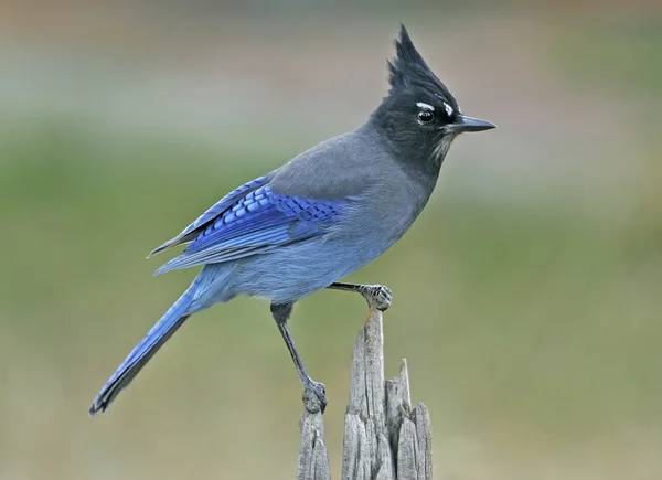 Steller 's Jay (cyanocitta stelleri)) — Stockfoto