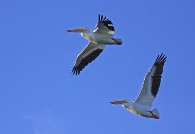 Beyaz Pelikan (Pelecanus erythrorhynchos) uçan