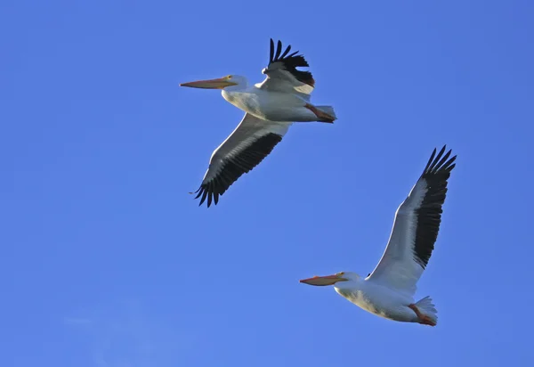 Pélicans blancs (Pelecanus erythrorhynchos) volant — Photo