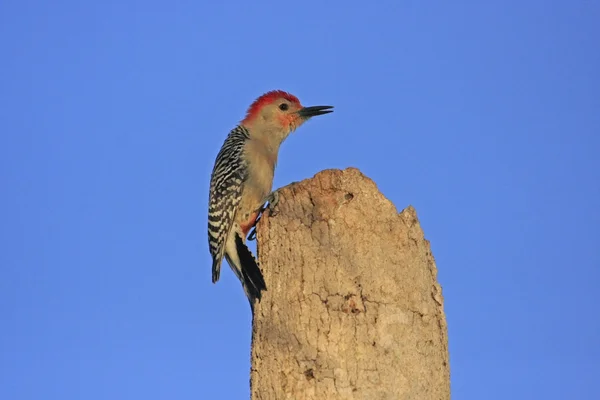 Red-bellied Woodpecker (Melanerpes carolinus) male — Stock Photo, Image