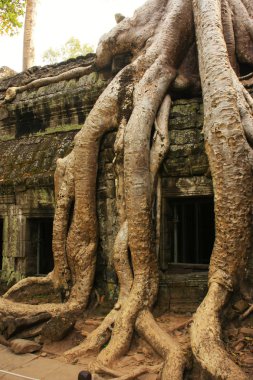 ta prohm Tapınağı, angkor alan, siem reap, Kamboçya