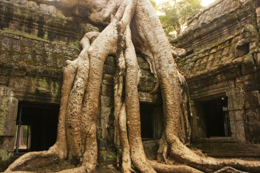 ta prohm Tapınağı, angkor alan, siem reap, Kamboçya