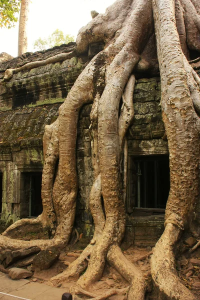 Ta prohm chrám, oblast angkor, siem reap, Kambodža — Stock fotografie