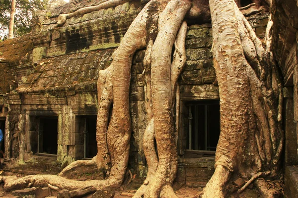 Ta prohm świątyni angkor obszar, siem reap, Kambodża — Zdjęcie stockowe