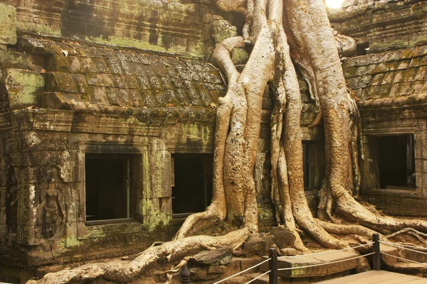 Ta Prohm templom, Angkor környéke, Siem Reap, Kambodzsa — Stock Fotó