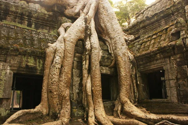 ta prohm Tapınağı, angkor alan, siem reap, Kamboçya