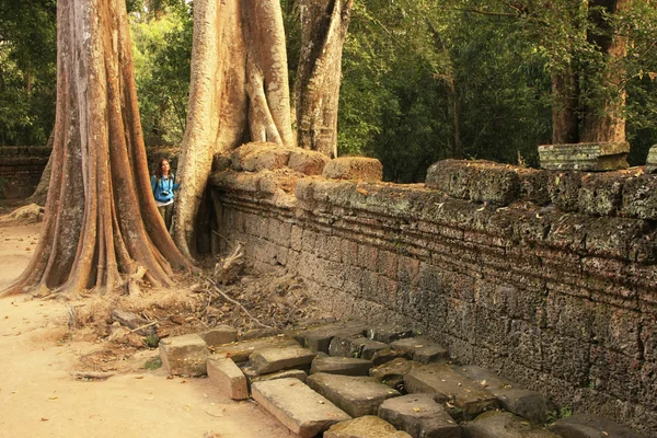 Ta Prohm templom, Angkor környéke, Siem Reap, Kambodzsa — Stock Fotó