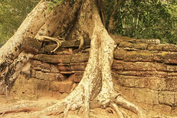 TA Prohm храм Ангкор області, Сієм Ріп, Камбоджа — стокове фото