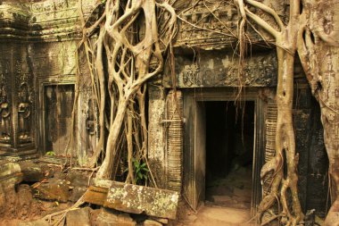 ta prohm Tapınağı, angkor alan, siem reap, Kamboçya