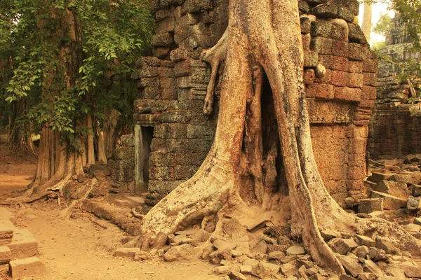 Ta Prohm temple, Angkor area, Siem Reap, Cambodia — Stock Photo, Image