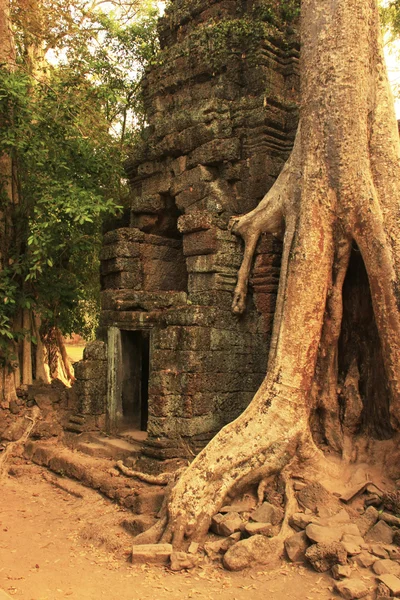 TA Prohm храм Ангкор області, Сієм Ріп, Камбоджа — стокове фото