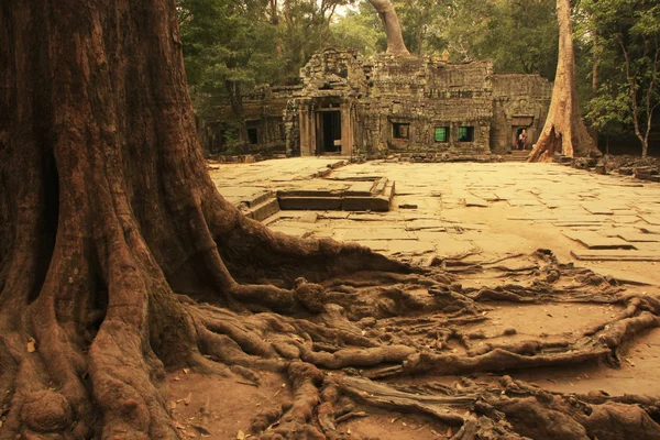 Ta prohm chrám, oblast angkor, siem reap, Kambodža — Stock fotografie