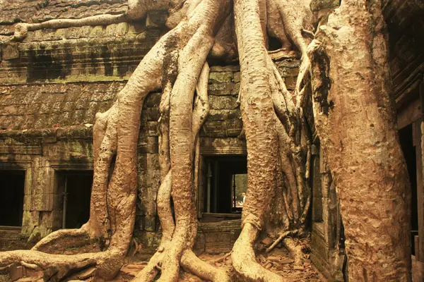 Ta Prohm templom, Angkor környéke, Siem Reap, Kambodzsa — Stock Fotó