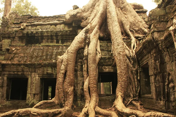 Ta prohm-templet, angkor-området, siem reap, Kambodja — Stockfoto