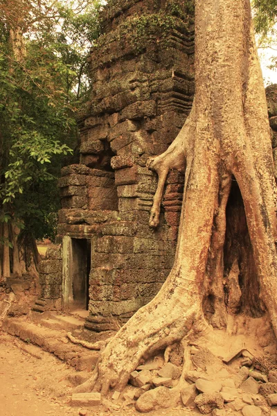 Templo de Ta Prohm, área de Angkor, Siem Reap, Camboya — Foto de Stock