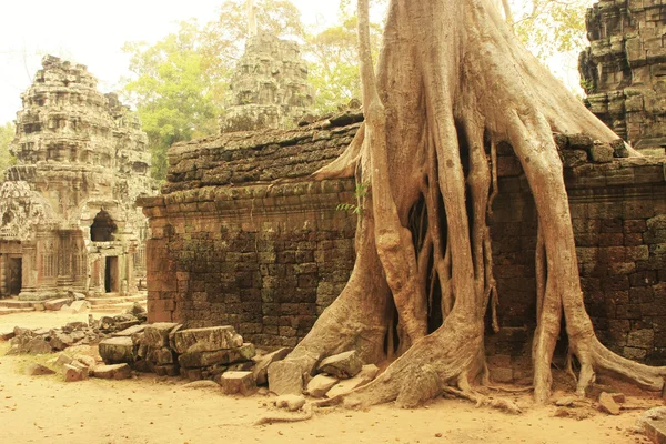 Tempio di Ta Prohm, zona di Angkor, Siem Reap, Cambogia — Foto Stock