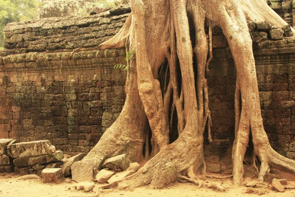 Ta Prohm tempel, Angkor område, Siem Reap, Cambodja - Stock-foto