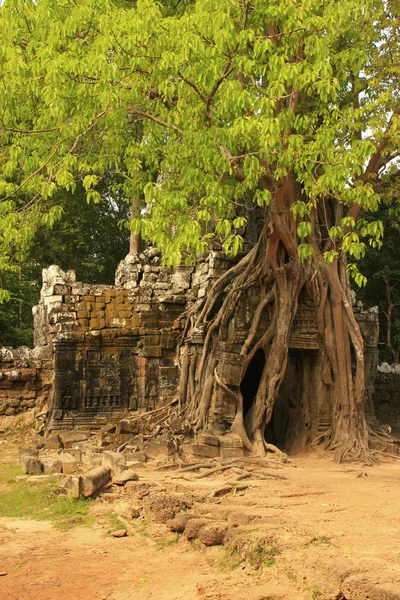Ta som 寺院、アンコール地域、シェムリ アップ、カンボジア — ストック写真