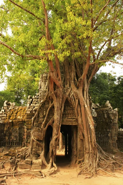 Ta Som templom, Angkor környéke, Siem Reap, Kambodzsa — Stock Fotó