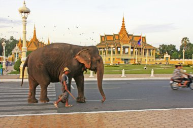 Elephant walking on Sisowath Quay, city center of Phnom Penh, Cambodia clipart