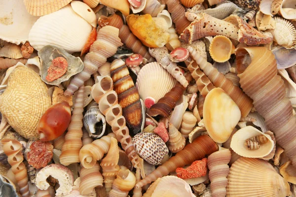 Variety of colorful sea shells — Stock Photo, Image