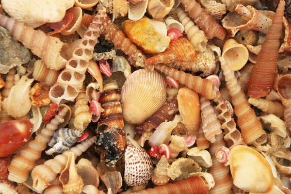 Különböző színes tengeri kagyló — Stock Fotó