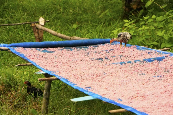 Table with dried shrimp in local village, Ream National Park, Ca — Stock Photo, Image