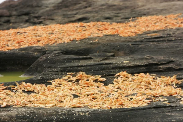 Table with dried shrimp in local village, Ream National Park, Ca — Stock Photo, Image