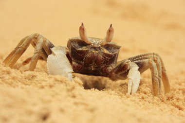 Boynuz gözlü hayalet Yengeç (Ocypode ceratophthalmus)