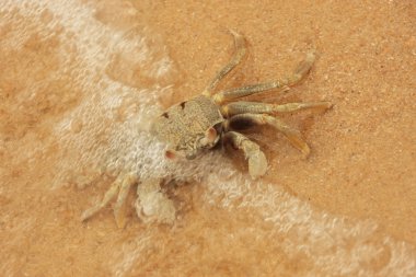 Boynuz gözlü hayalet Yengeç (Ocypode ceratophthalmus)