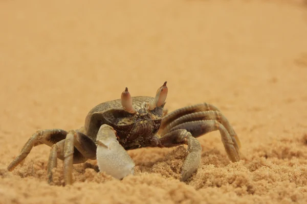 Crabe fantôme aux yeux de corne (Ocypode ceratophthalmus ) — Photo