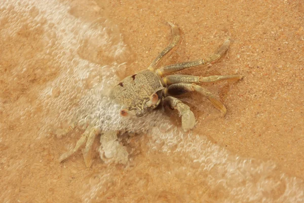 Horn-eyed ghost crab (Ocypode ceratophthalmus) — Stock Photo, Image