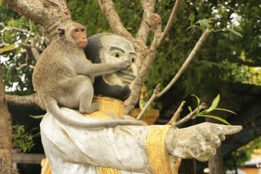 oynarken phnom sampeau, battambang, cambod uzun kuyruklu makak