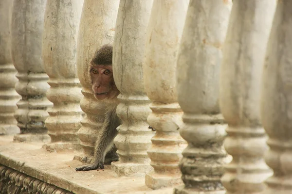 Macaco de cola larga tocando en Phnom Sampeau, Battambang, Cambod — Foto de Stock