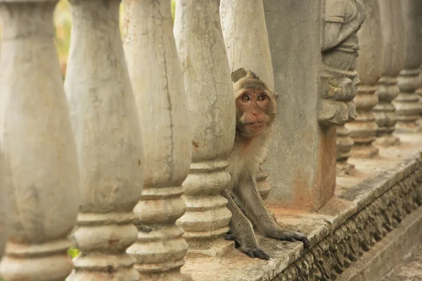 Hosszú farkú makákó játszik a Phnom Sampeau, Battambang, Cambod — Stock Fotó