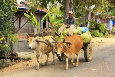 öküz arabası kırsal road, kratie, Kamboçya