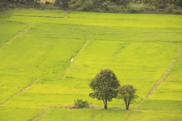 Rice field, Cambodia — Stock Photo, Image