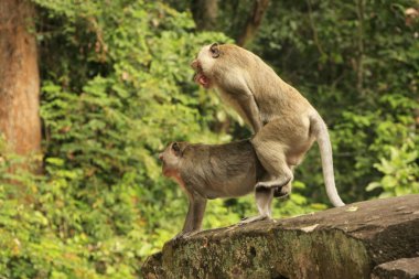 Long-tailed macaques mating clipart