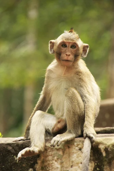 Long-tailed macaque — Stock Photo, Image