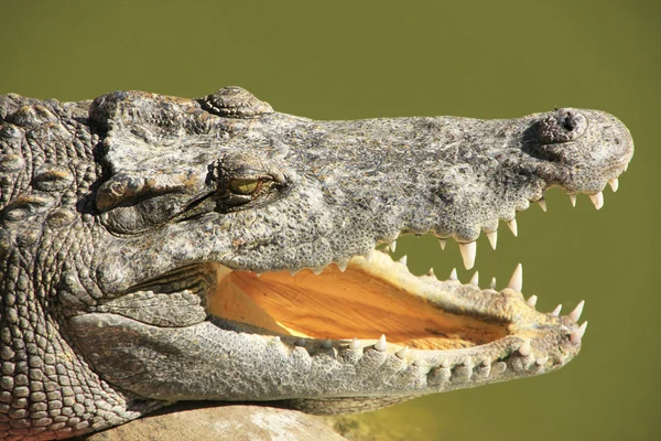 Close up of crocodile — Stock Photo, Image