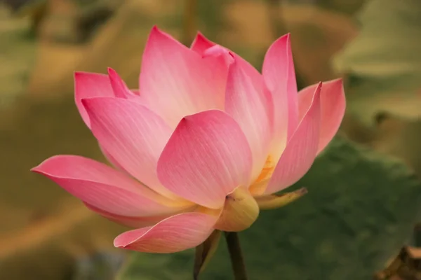 Lotus flower — Stock Photo, Image