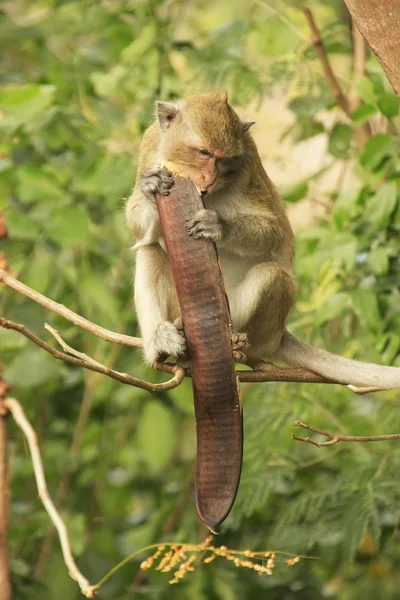 Lange-tailed makaak eten boom zaden — Stockfoto