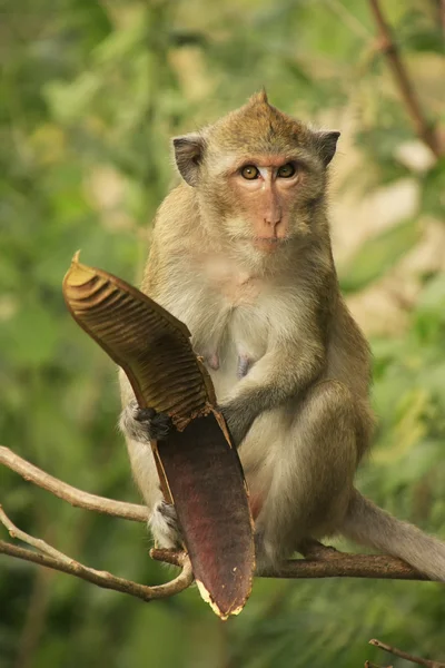 Graines de macaque à longue queue — Photo