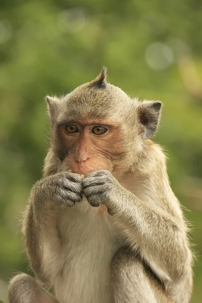Dlouhoocasých makaků jíst — Stock fotografie
