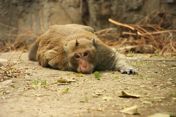 Long-tailed macaque laying on a ground — Stock Photo, Image